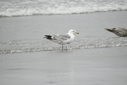 American Herring Gull observed by paul__seaman