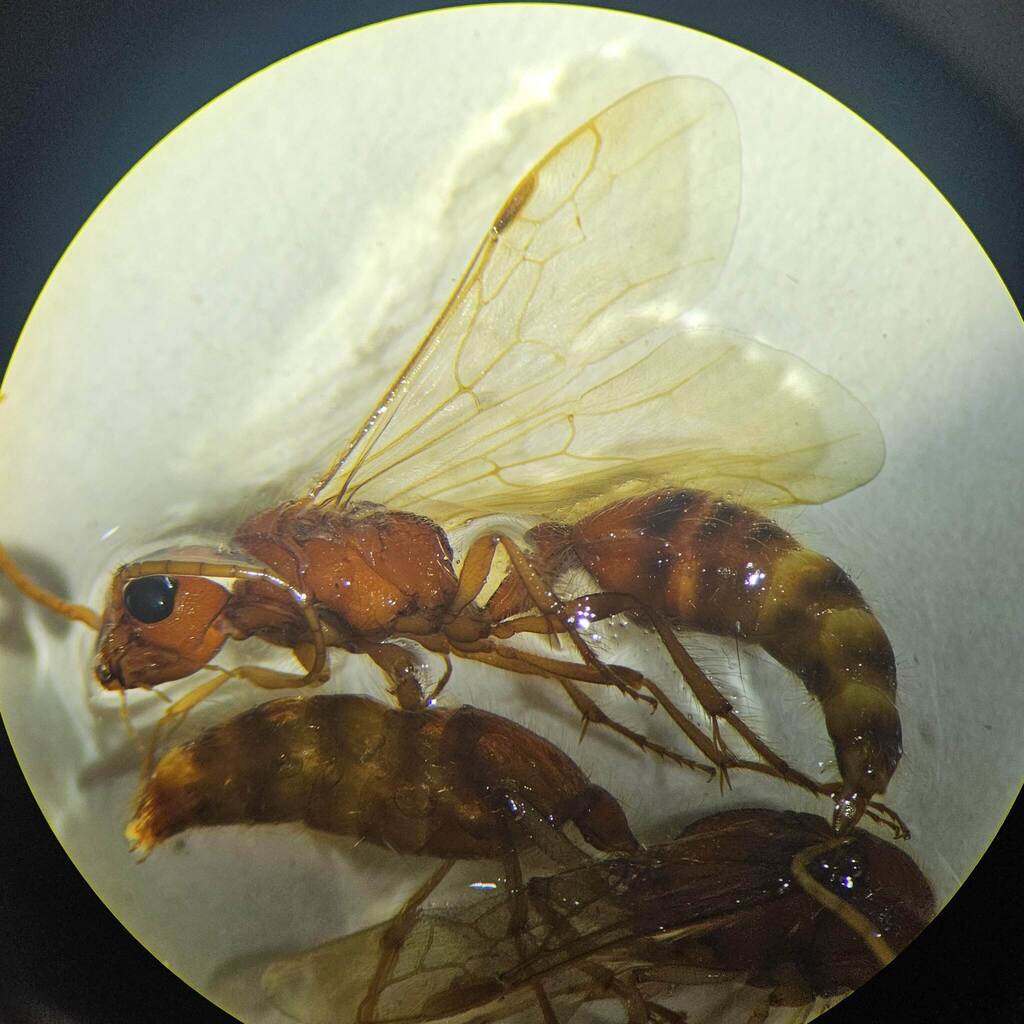 Sphaeropthalma uro
