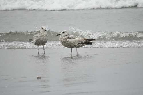 American Herring Gull observed by paul__seaman