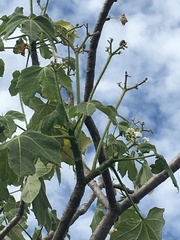 Cnidoscolus aconitifolius