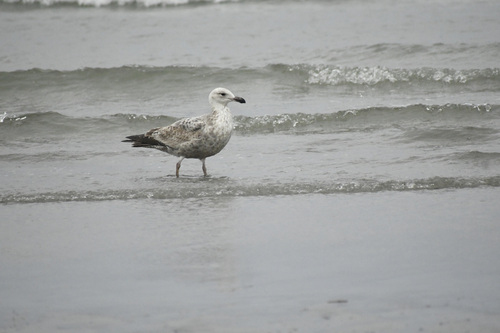 American Herring Gull observed by paul__seaman