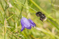 Bombus soroeensis