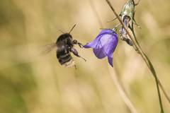 Bombus soroeensis