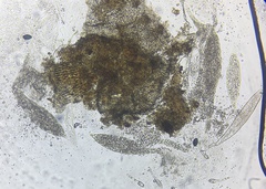 Podospora pleiospora