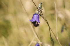 Bombus soroeensis