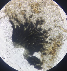 Podospora pleiospora