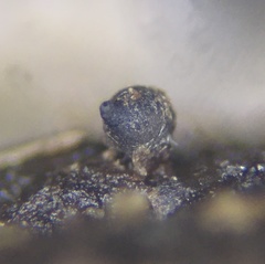 Podospora pleiospora