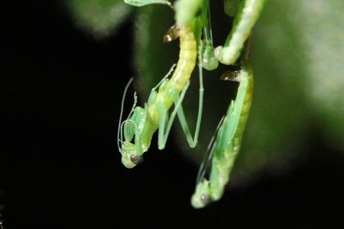 Arizona Mantis photo 4