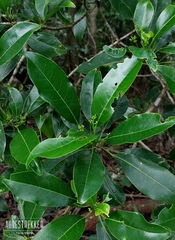 Acronychia pedunculata, photograph author not stated, no rights reserved