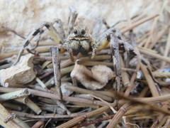 Lycosa hispanica