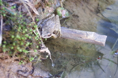 Pseudacris brachyphona