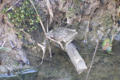 Pseudacris brachyphona