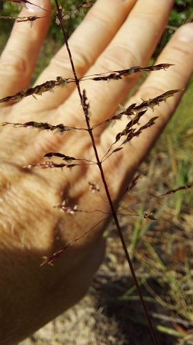 Sporobolus junceus, photograph 5