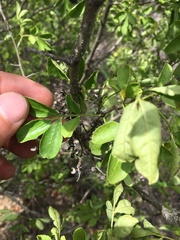 Zanthoxylum culantrillo