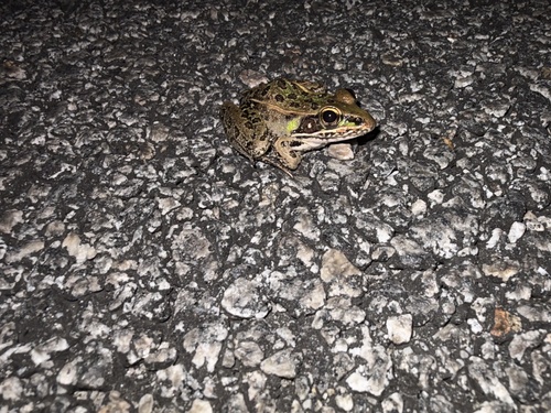 Southern Leopard Frog observed by moorejohntx