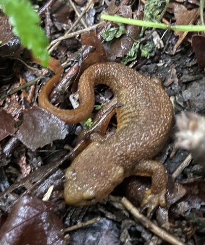 Rough-skinned Newt observed by therookery