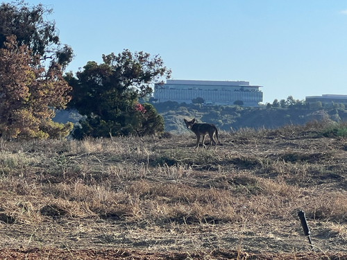 Coyote observed by nitrecolas