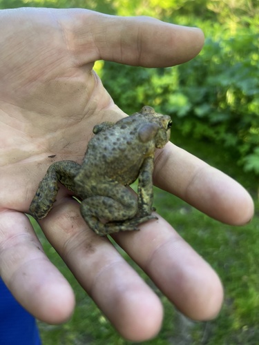 American Toad observed by schobes