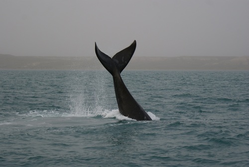 Southern Right Whale, photo 4 of 10
