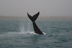 Southern Right Whale photo 4