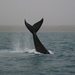 Southern Right Whale - Photo (c) janconl, some rights reserved (CC BY-NC-SA), uploaded by janconl