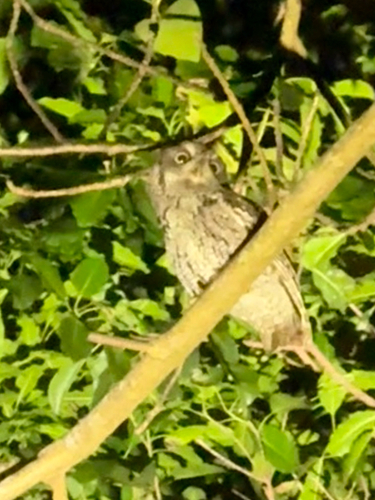 Eastern Screech-Owl observed by christiandrez