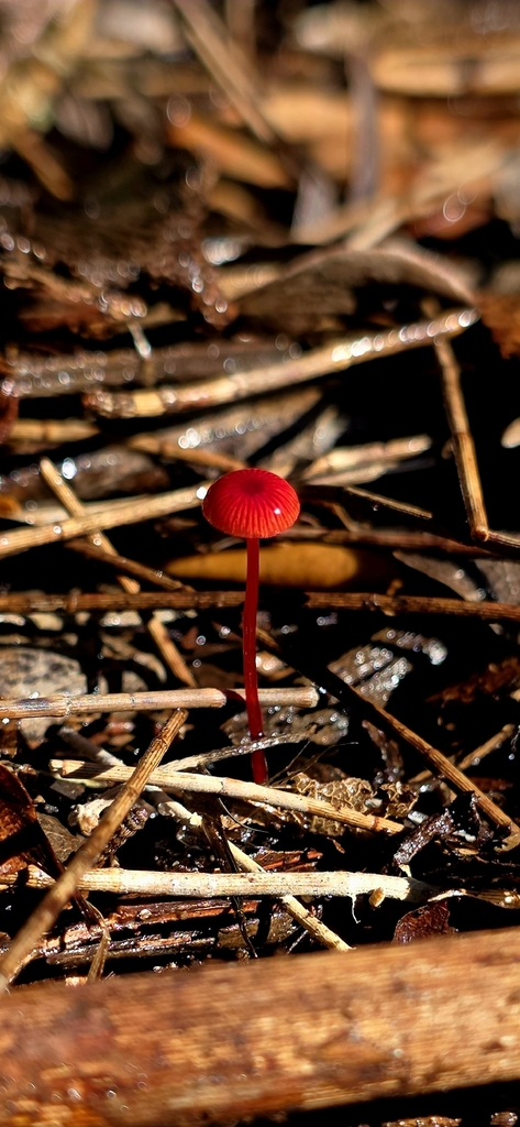 Cruentomycena viscidocruenta · May 2026 · photo: © rotceh_dnih (iNaturalist, cc-by)