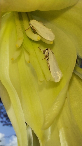 Eastern Yucca Moth photo 4