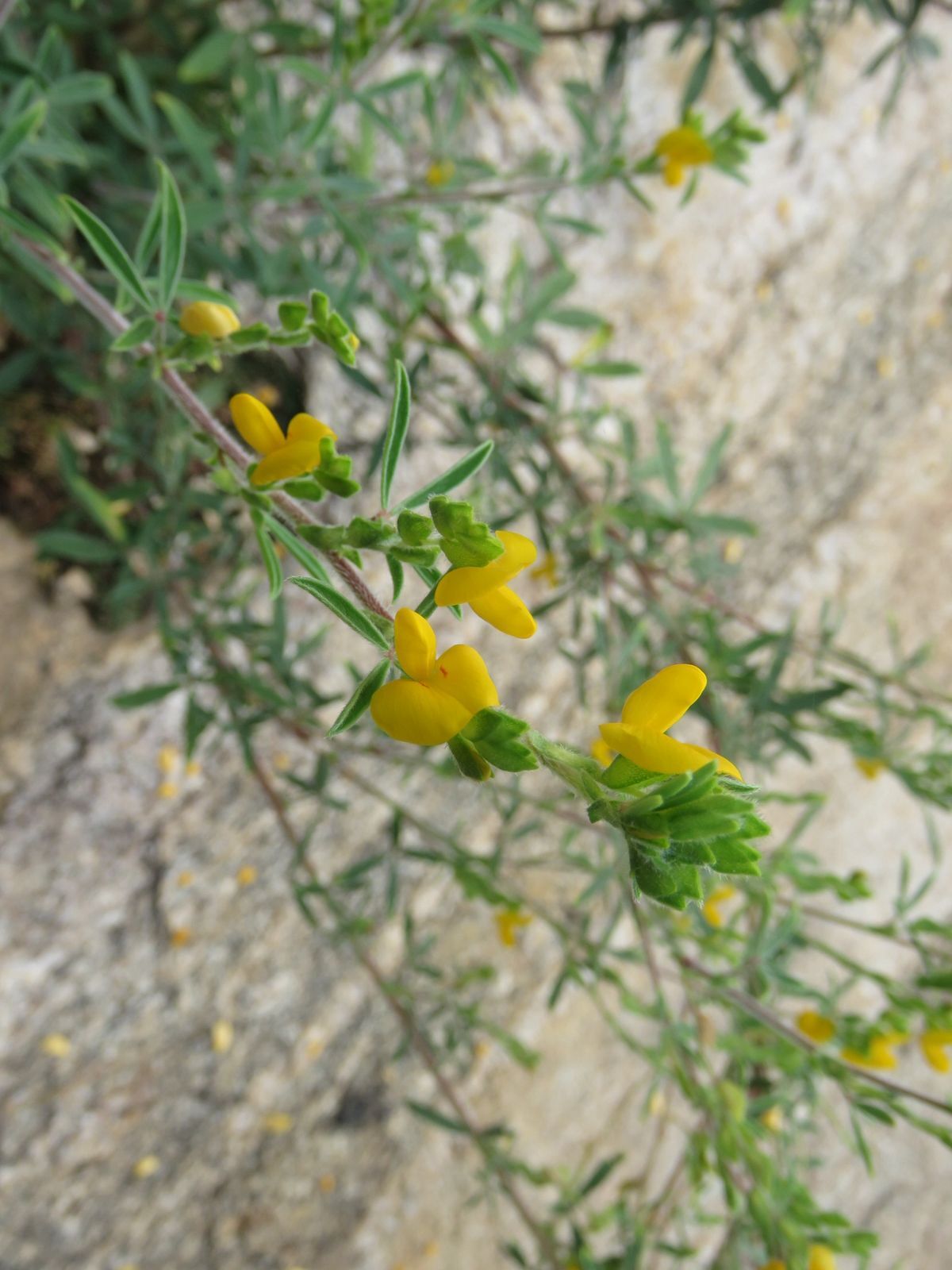 Zornia brasiliensis