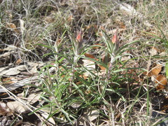 Castilleja lindheimeri