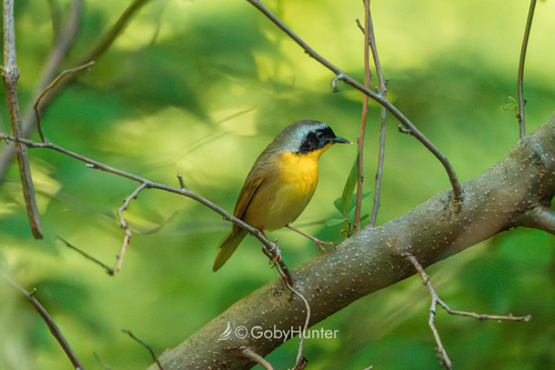 Common Yellowthroat