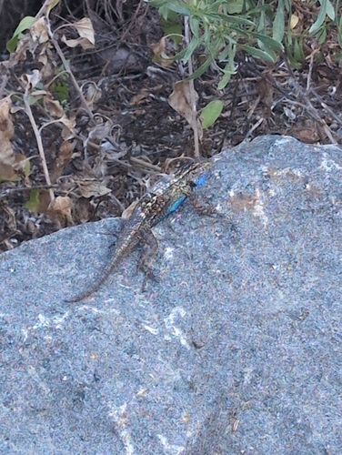 Western Fence Lizard observed by robertbogdon