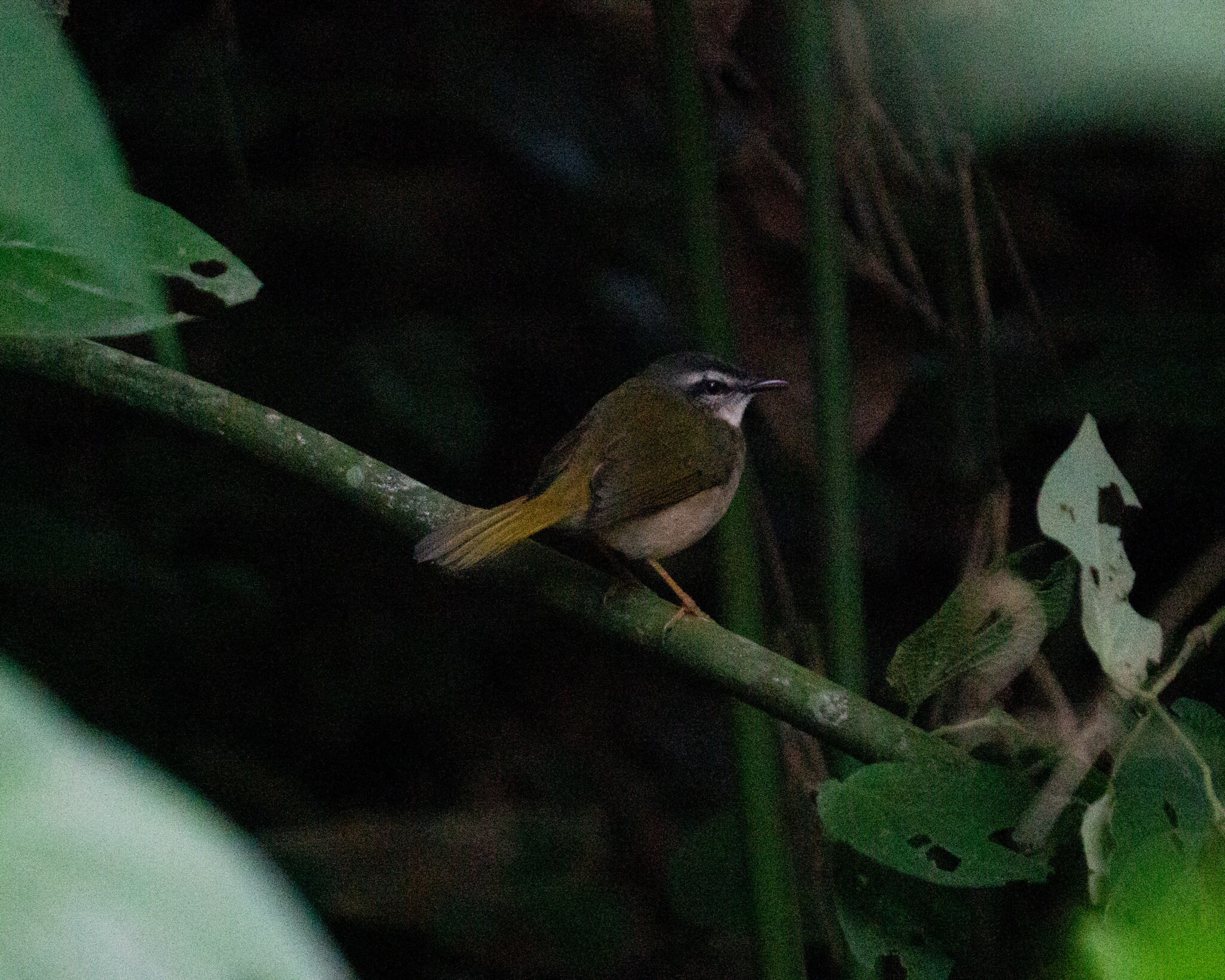 Riverbank Warbler (Myiothlypis rivularis), photo 3