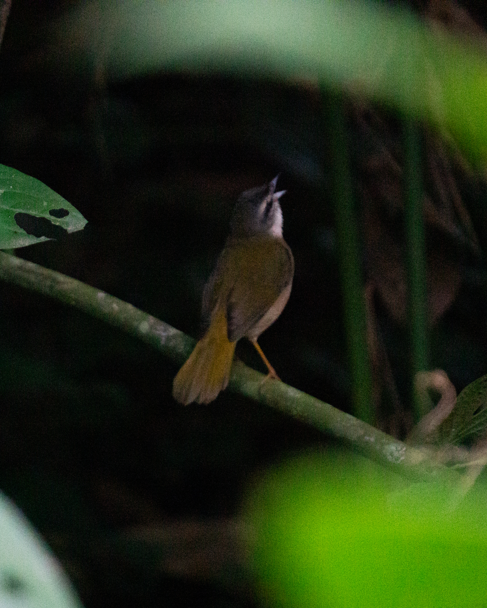 Riverbank Warbler (Myiothlypis rivularis), photo 7