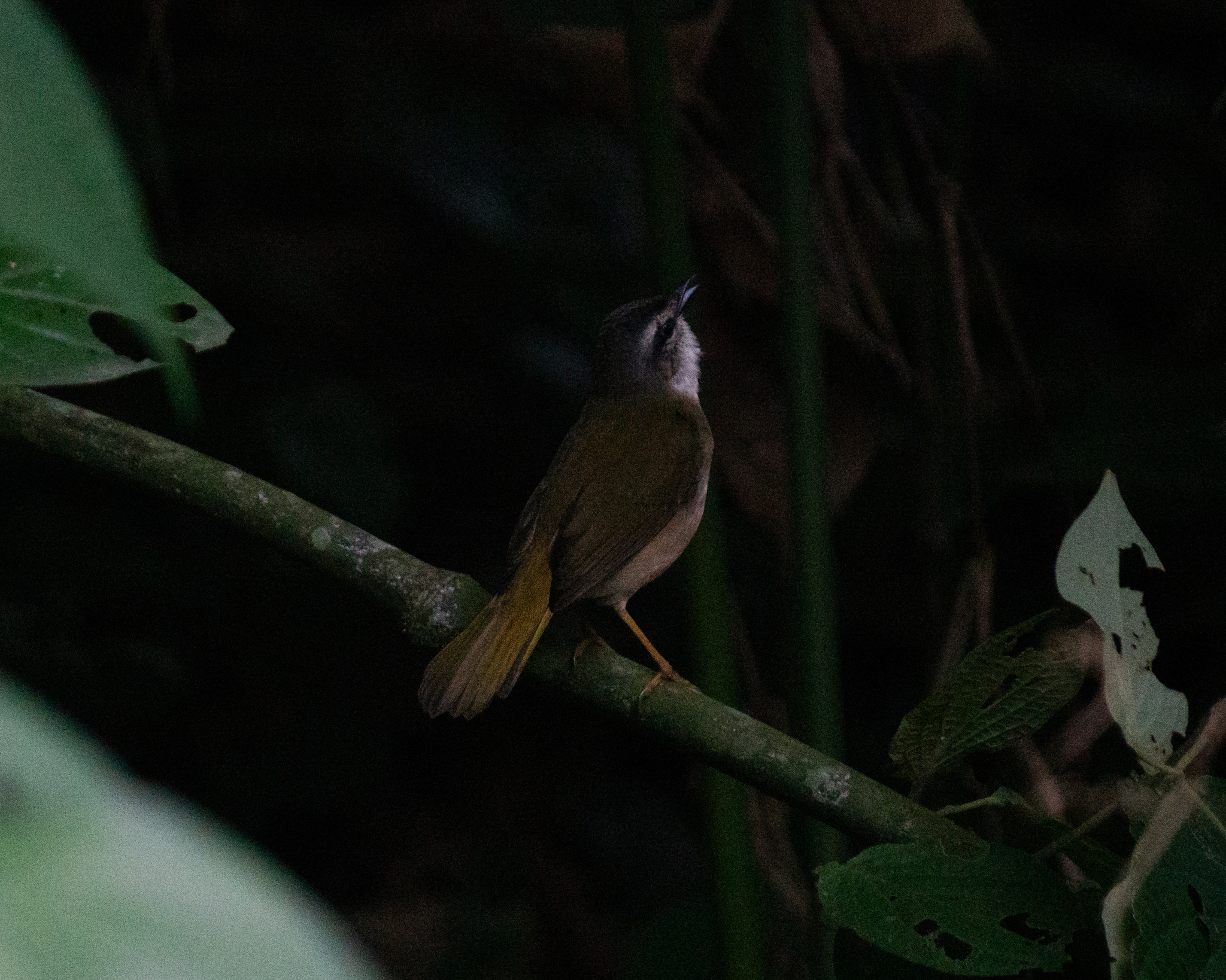 Riverbank Warbler (Myiothlypis rivularis), photo 2