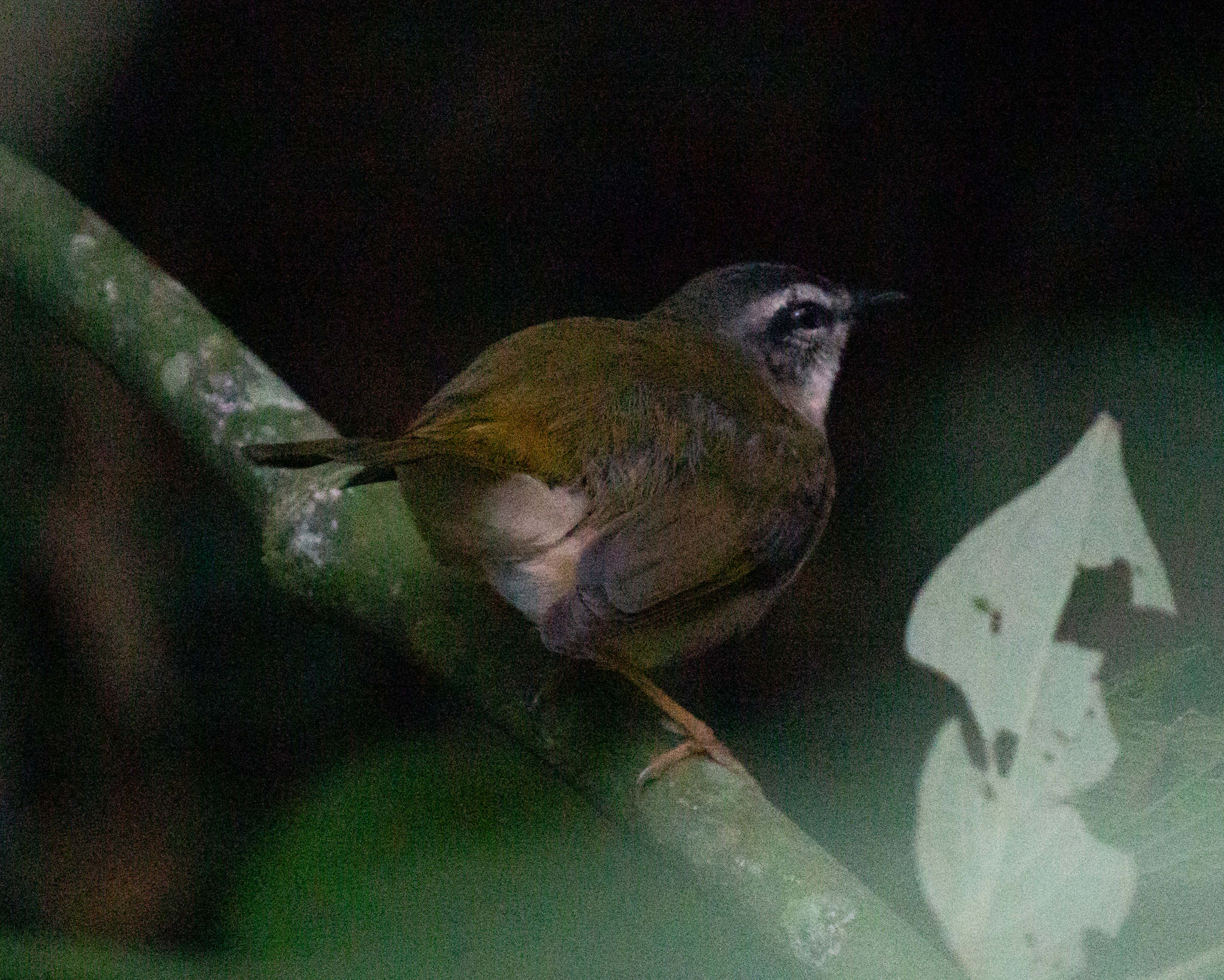 Riverbank Warbler (Myiothlypis rivularis), photo 4