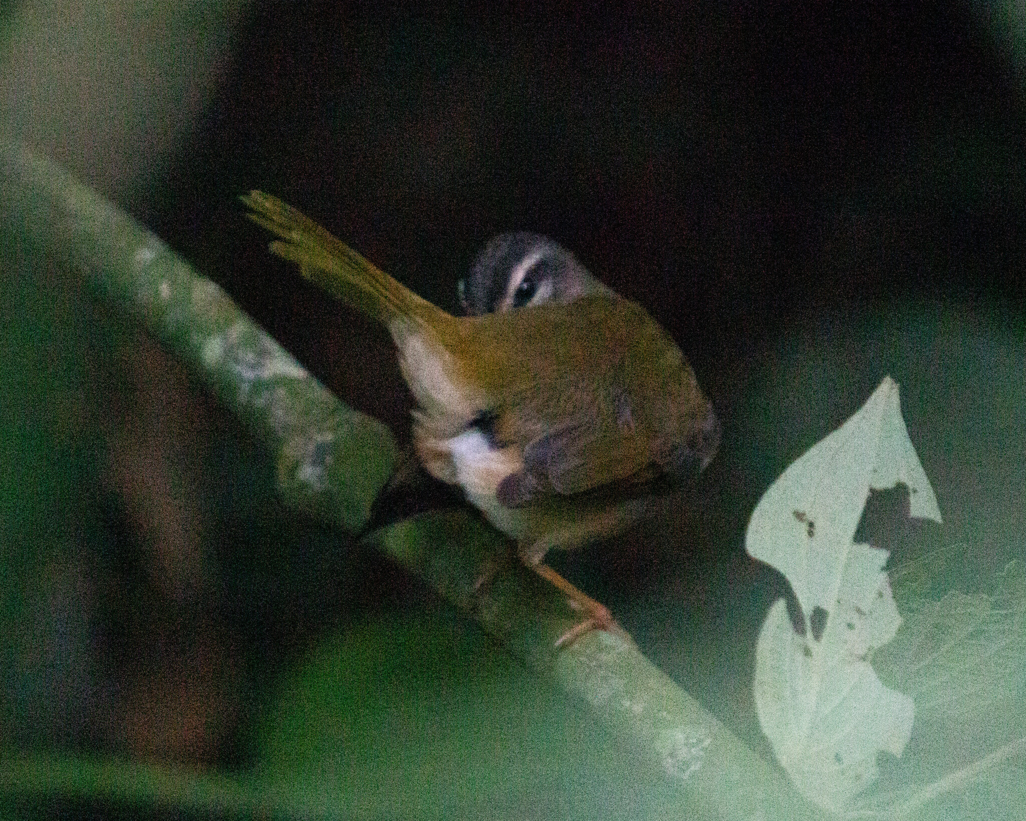 Riverbank Warbler (Myiothlypis rivularis), photo 5