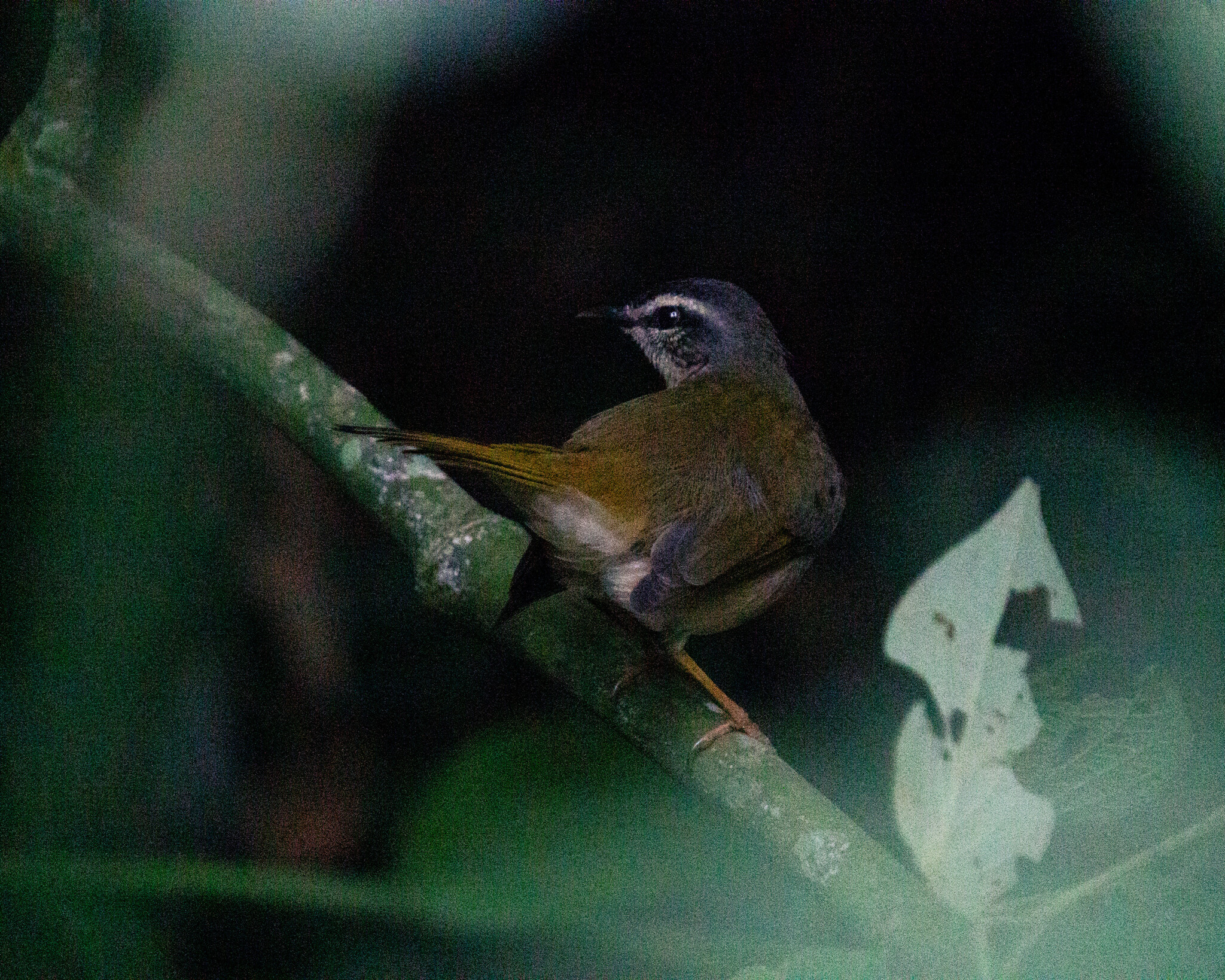 Riverbank Warbler (Myiothlypis rivularis), photo 6