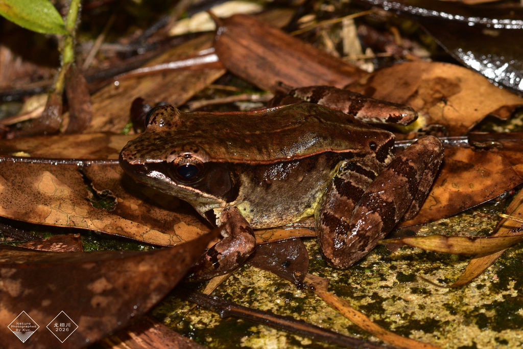 Hainan Music Frog