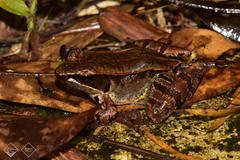 Hainan Music Frog photo 1