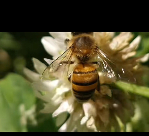Western Honey Bee (Apis mellifera)