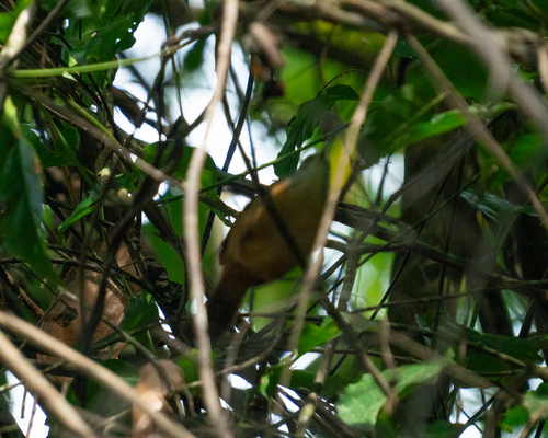 Long-billed Wren (Cantorchilus longirostris), photo 7