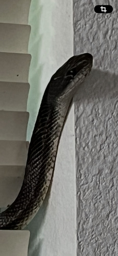 Western Ratsnake observed by gbacon