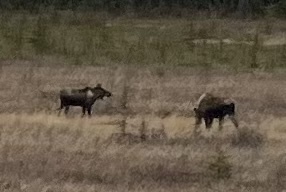 Moose