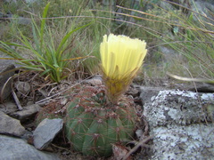 Parodia ottonis