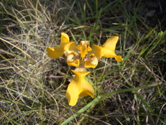 Cypella fucata