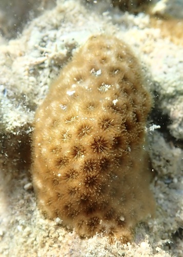 Leptastrea purpurea observed 2026-05-08