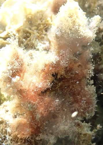 Asparagopsis taxiformis observed 2026-05-08