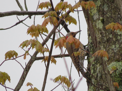 Northern Flicker