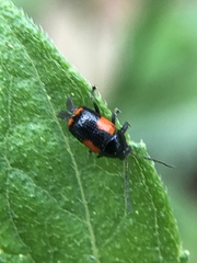 Cryptocephalus quadruplex